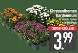 Chrysanthemen Gardenmum im Angebot bei E center in Rosenheim Chrysanthemen Gardenmum Angebote bei E center Rosenheim für 3,99 €