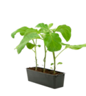 Truffaut Touques - Promo Plants de légumes certifiés Promo Plants de légumes certifiés à 3,99 € dans le catalogue Truffaut à Touques