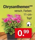 Chrysanthemen im aktuellen Zimmermann Prospekt