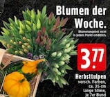Aktuelle Blumen Angebote bei EDEKA in Wuppertal Aktuelles Herbsttulpen Angebot bei EDEKA in Wuppertal ab 3,77 €