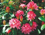 Promo Rhododendron Pot 17 cm à 12,99 € dans le catalogue Intermarché à Dun-le-Palestel