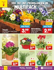 Blumen im Netto Marken-Discount Prospekt in Germering Aktueller Netto Marken-Discount Prospekt mit Blumen, "Aktuelle Angebote", Seite 6