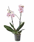 Aktuelle Orchidee Angebote bei Lidl in Bonn Aktuelles Schmetterlingsorchidee Angebot bei Lidl in Bonn ab 7,99 €