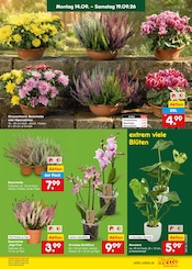 Blumen im Netto Marken-Discount Prospekt in Heidelberg Aktueller Netto Marken-Discount Prospekt mit Blumen, "Aktuelle Angebote", Seite 36