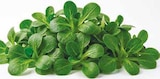 Feldsalat für 0,99 € bei Netto mit dem Scottie im Angebot Feldsalat im aktuellen Netto mit dem Scottie Prospekt