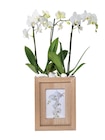 Orchidée cadre photo - Lidl à Colmar Orchidée cadre photo en promo chez Lidl Colmar à 17,84 €