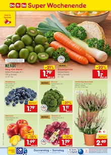 Pflanzen im Netto Marken-Discount Prospekt "Aktuelle Angebote" mit 73 Seiten (Freiburg (Breisgau))