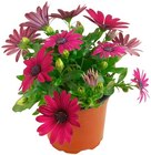 REWE Obersulm - Bornholmer Margerite Angebot im Prospekt Bornholmer Margerite bei REWE im Obersulm Prospekt für 1,69 €