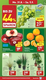 Pflanzen im ALDI Nord Prospekt in Peine Aktueller ALDI Nord Prospekt mit Pflanzen, "Aktuelle Angebote", Seite 3