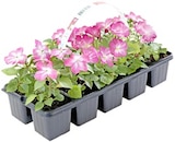 Impatiens, Lobelien, Petunien oder Tagetes für 2,59 € bei Thomas Philipps im Angebot Impatiens, Lobelien, Petunien oder Tagetes im aktuellen Thomas Philipps Prospekt