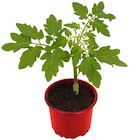 Tomatenpflanze Angebote bei REWE Herford für 0,89 €
