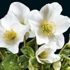 Rose de Noël - Le pot de 2,5 litres - BOTANIC® - Botanic Rose de Noël - Le pot de 2,5 litres - BOTANIC® à 13,99 € dans le catalogue Botanic