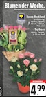 EDEKA Anröchte - Rosen Hochland Angebot im Prospekt Rosen Hochland bei EDEKA im Anröchte Prospekt für 4,99 €