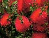 Promo Callistemon Pot 17 cm à 8,99 € dans le catalogue Intermarché à Tain-l'Hermitage