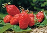 Plants de fraisiers remontants en promo chez Hyper U Plants de fraisiers remontants dans le catalogue Hyper U