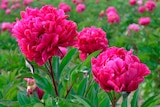 Promo PIVOINE HERBACÉE à 4,99 € dans le catalogue Auchan Hypermarché à Faches-Thumesnil