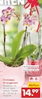 Orchideen Arrangement Angebote bei Netto Marken-Discount Arnsberg für 14,99 €