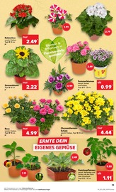 Aktueller Kaufland Prospekt mit Balkonpflanzen, "Aktuelle Angebote", Seite 19