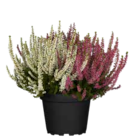 Knospenblüher-Heide 'Garden Girls' Trio  im aktuellen OBI Prospekt für 2,99 €