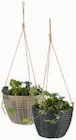 JYSK Horb - Blumenampel Angebot im Prospekt Blumenampel bei JYSK im Horb Prospekt für 5,00 €