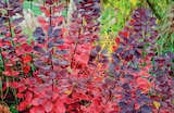 Cotinus en promo chez Delbard Cotinus dans le catalogue Delbard