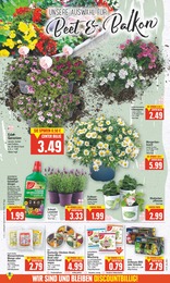 Gartenpflanzen Angebot im aktuellen E center Prospekt auf Seite 2