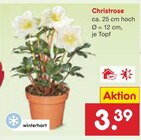Christrose von  im aktuellen Netto Marken-Discount Prospekt für 3,39 €