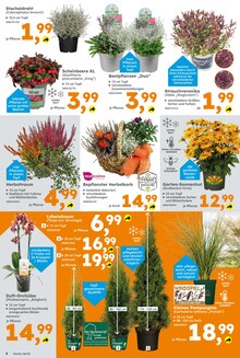 Blumen im aktuellen Globus-Baumarkt Prospekt (Reutlingen) Blumen im Globus-Baumarkt Prospekt "Immer eine Idee besser" mit 16 Seiten (Reutlingen)