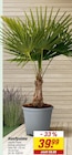 Hanfpalme Angebote bei toom Baumarkt Karlsruhe für 39,99 €