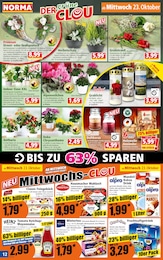 Norma Chrysantheme im Prospekt 