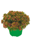 Sedum oder Daboecia „Glockenheide“* im aktuellen Netto mit dem Scottie Prospekt