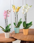 Orchidée 2 tiges - Super U à Tours Orchidée 2 tiges en promo chez Super U Tours à 9,99 €