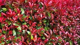 Photinia »Devil's Dream« im Pflanzen Kölle Prospekt Photinia »Devil's Dream« von im aktuellen Pflanzen Kölle Prospekt für 19,00 €