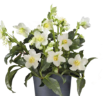 Pflanzen Kölle München Prospekt mit  im Angebot für 6,66 €