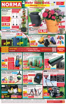 Blumentopf im Norma Prospekt "Mehr fürs Geld" mit 20 Seiten (Potsdam)