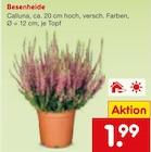 Besenheide Calluna im Angebot bei Netto Marken-Discount in Hürth Besenheide Calluna Angebote bei Netto Marken-Discount Hürth für 1,99 €