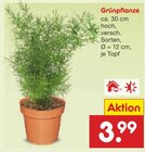 Aktuelles Grünpflanze Angebot bei Netto Marken-Discount in Koblenz ab 3,99 €