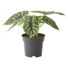 Pflanze von ALOCASIA im aktuellen IKEA Prospekt für 9,99 €