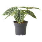 Pflanze im IKEA Prospekt Pflanze von ALOCASIA im aktuellen IKEA Prospekt für 9,99 €