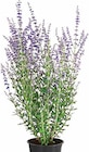 Dehner Garten-Center Münster - Blauraute ‘Blue Spire’ Angebot im Prospekt Blauraute ‘Blue Spire’ bei Dehner Garten-Center im Münster Prospekt für 14,99 €