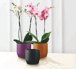 Orchidée 2 Tiges - Super U à Drancy Orchidée 2 Tiges en promo chez Super U Drancy à 12,99 €