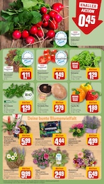 Bio Salat Angebot im aktuellen REWE Prospekt auf Seite 7