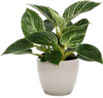 Baumfreund „White Wave“ von GROW by OBI für 11,99 € bei OBI im Angebot Baumfreund „White Wave“ von GROW by OBI im aktuellen OBI Prospekt