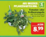 Aktuelle Pflanzen Angebote bei Marktkauf in Erlangen Aktuelles Tomatenampeln Angebot bei Marktkauf in Erlangen ab 8,99 €