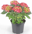 Aktuelles hortensie Angebot bei Thomas Philipps in Regensburg ab 9,99 €