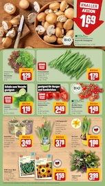 Pflanzen im REWE Prospekt in Maintal Aktueller REWE Prospekt mit Pflanzen, "Dein Markt", Seite 9