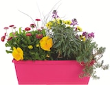 Jardinière de printemps en promo chez Botanic Nice à 14,99 €