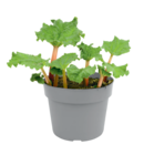 Rhabarber Angebote bei Raiffeisen Rhein-Ahr-Eifel Handelsgesellschaft mbH Bonn für 6,99 €