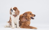 Bandana Jungle Chic - BANDIT dans le catalogue Maxi Zoo