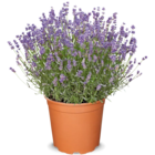 Aktuelle Blumen Angebote bei Netto Marken-Discount in Wuppertal Aktuelles Lavendel Angebot bei Netto Marken-Discount in Wuppertal ab 7,99 €